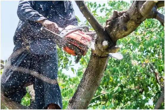 tree services Hockinson